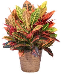 Shore Drive Florist