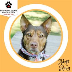 Chautauqua County Humane Society