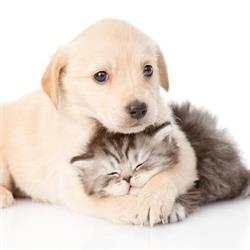All About Dogs & Cats