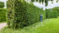 Hedge Trimming Services
