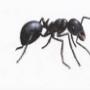Ants
