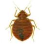 Bedbugs