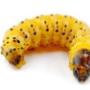 Woodworm