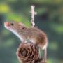 Mice