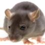 Rats