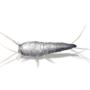 Silverfish