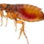 fleas