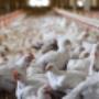 Chicken Farm Cleaning