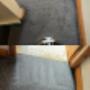 Carpet Cleaning
Upholstery Cleaning
Commercial Cleaning
Residential Cleaning