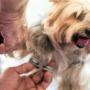 Dog bathing and blow dry, Dog ear cleaning, Dog full service grooming, Dog grooming and styling, Dog nail trimming, Dog grooming, Dog spa