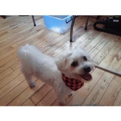 Sarah's Dog and Cat Grooming