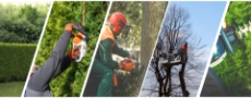 tree removal service wexford  dublin