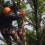 Tree Surgery