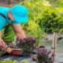 Landscaping services