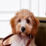 General Pet Goods