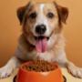 Pet Food