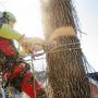 Tree Surgery and Maintenance
