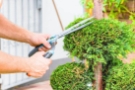 Hedge Trimining