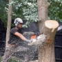 Tree Cutting