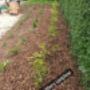 Shrubbery