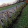 Hedges