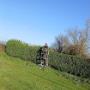Trimming Hedges