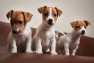 Puppies