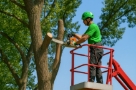 tree surgeon