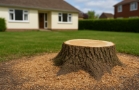 fell tree
