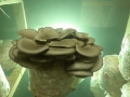 mushrooms