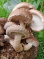 mushrooms