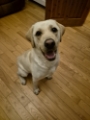 Bruno the loveable Lab who pulled on lead and wouldnt come when called