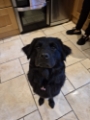 Ruby the chow x lab from our obedience program