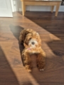 Layla the Cavapoo from our puppy program