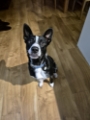 Sparky the reformed collie who wanted to eat all visitors