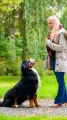 Dog Obedience Training