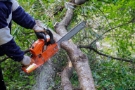 Tree Care