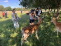 Deer in the park