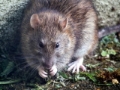 pest control