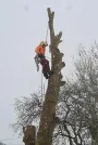 Winter Tree Cutting