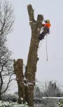 Winter Tree Cutting
