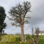 Tree Crown