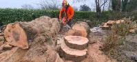 Winter Tree Cutting