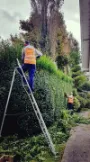 Hedge Cutting