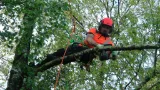 Tree Trimming