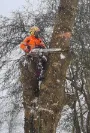 Winter Tree Cutting