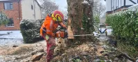 Winter Tree Cutting
