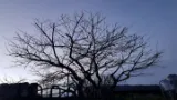 Tree Crown