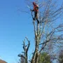 Tree Crown