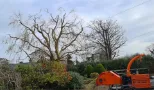 Tree Removal near power lines